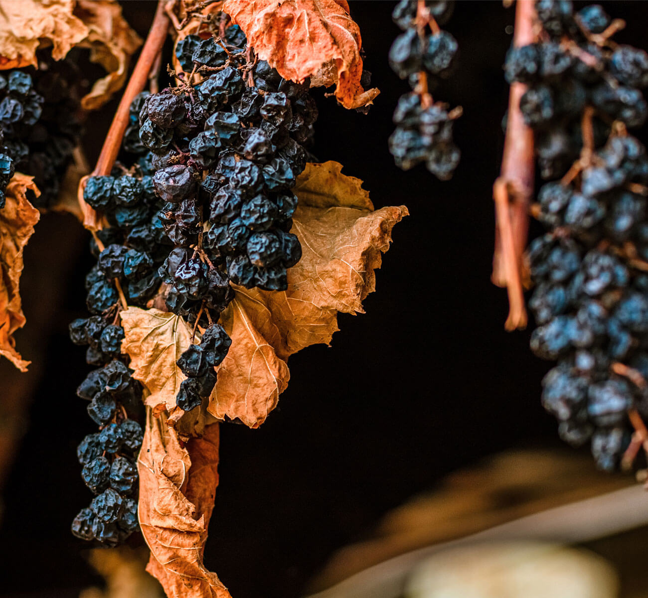 grappolo di uva - Masso Antico