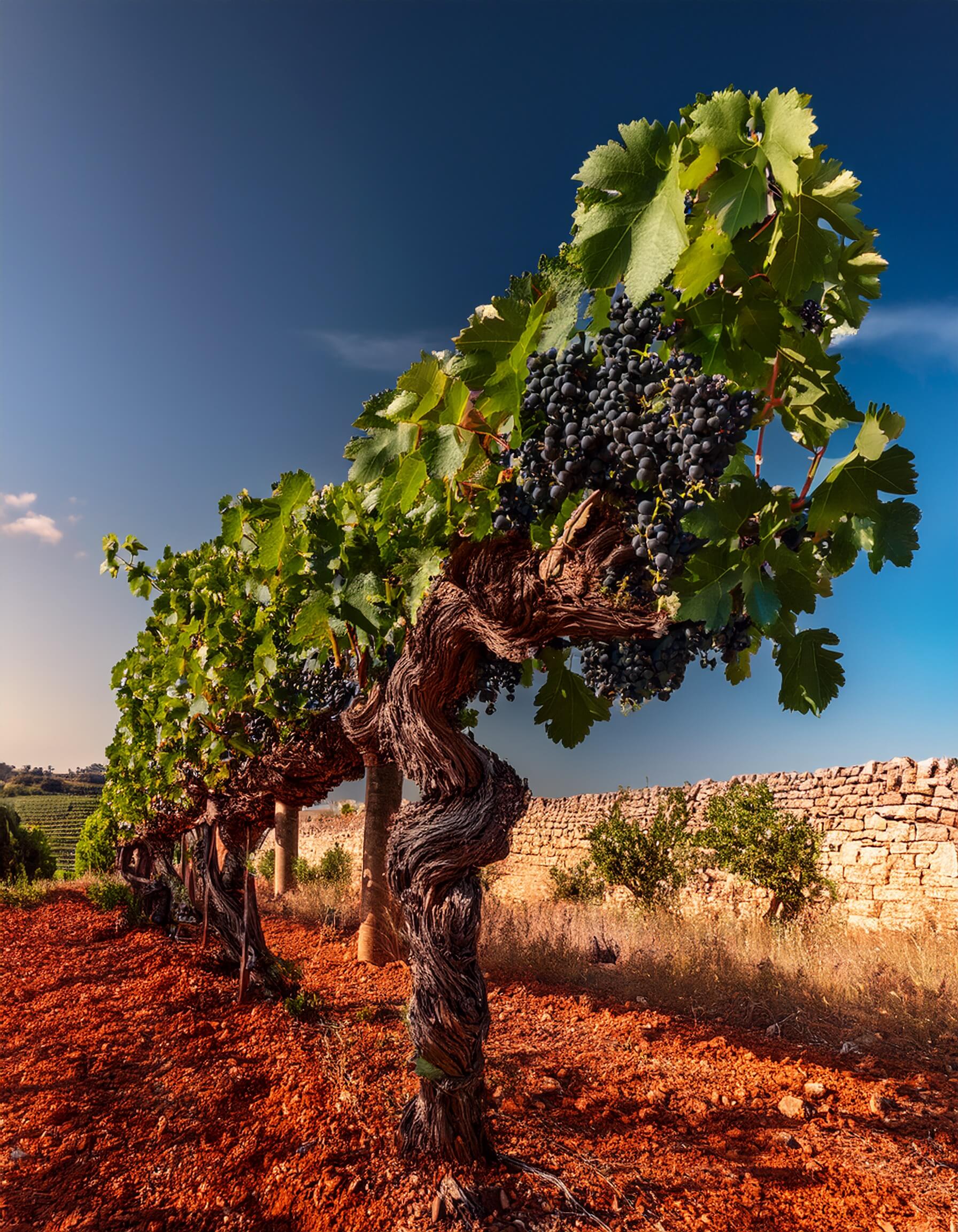Vigneti Masso Antico nel Salento - Masso Antico